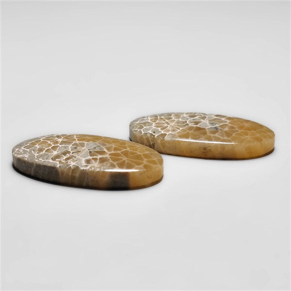 Fossil Coral