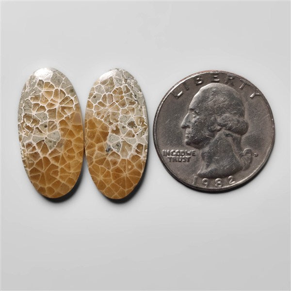 Fossil Coral