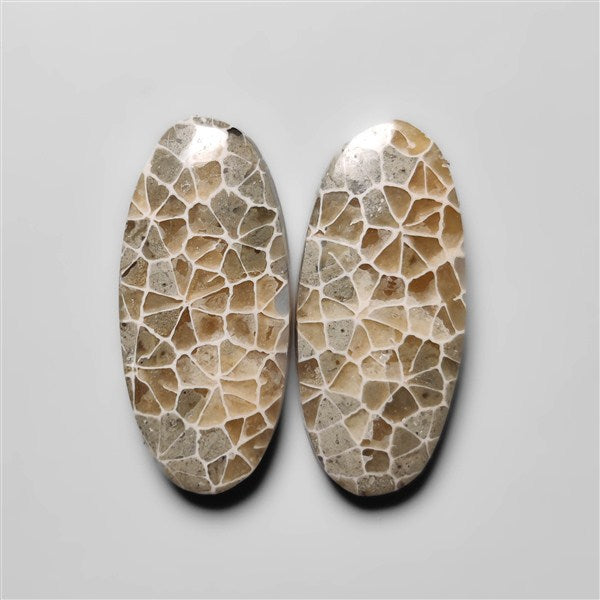 Fossil Coral