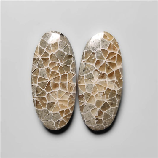 Fossil Coral
