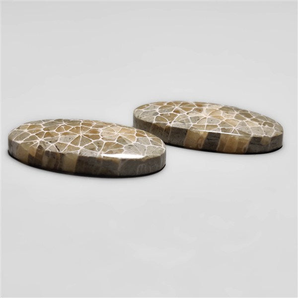 Fossil Coral