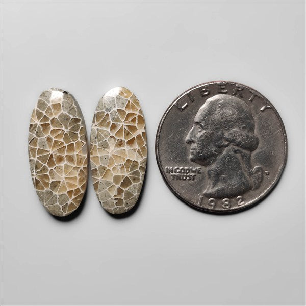 Fossil Coral