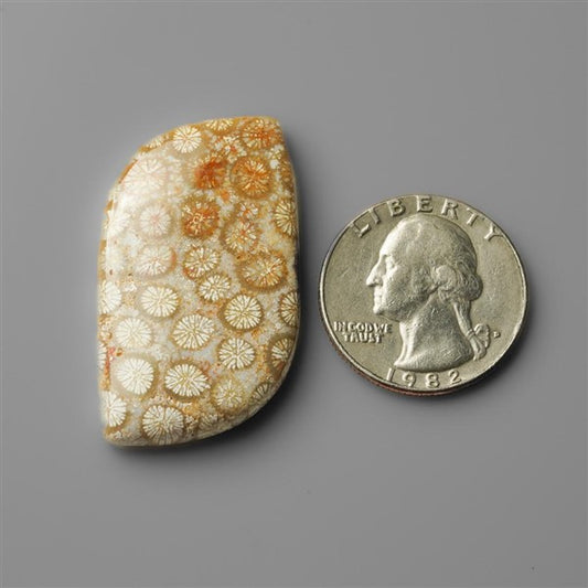 Coral|Fossil Coral