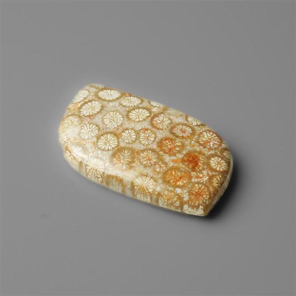 Coral|Fossil Coral