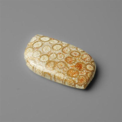 Coral|Fossil Coral