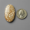 Coral|Fossil Coral