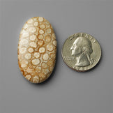Coral|Fossil Coral