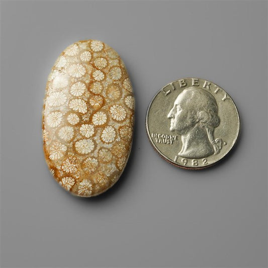 Coral|Fossil Coral