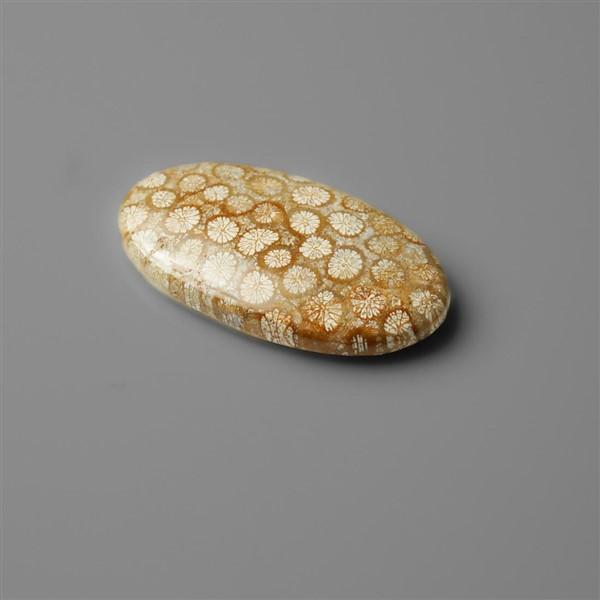 Coral|Fossil Coral