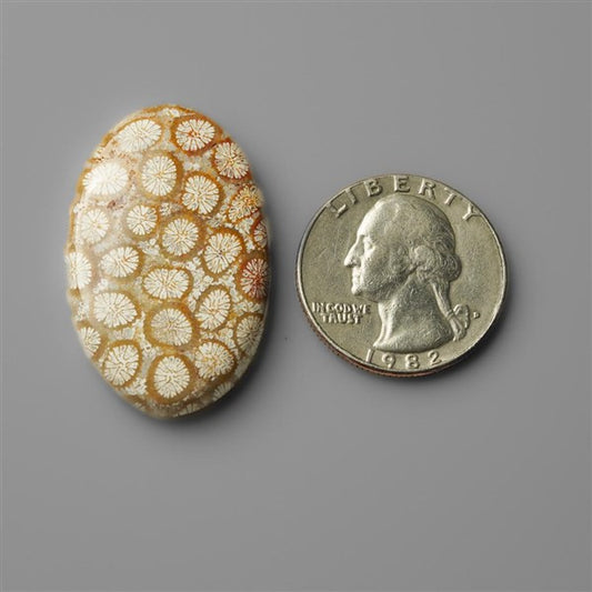 Coral|Fossil Coral