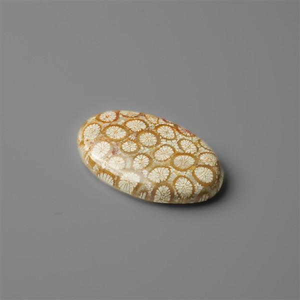 Coral|Fossil Coral