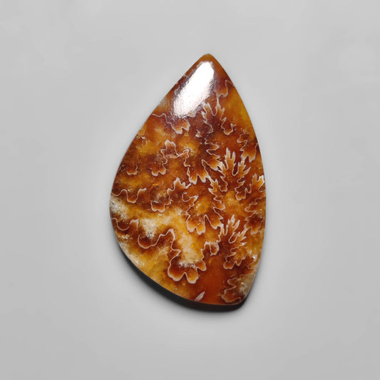 Ammonite