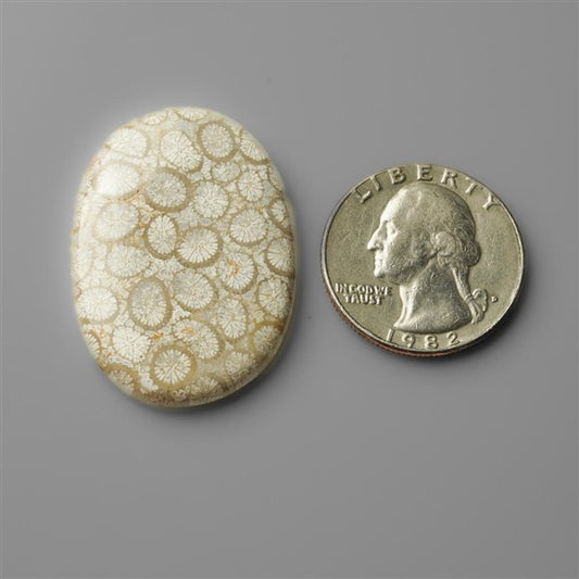 Coral|Fossil Coral