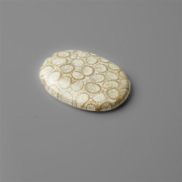 Coral|Fossil Coral