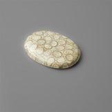 Coral|Fossil Coral
