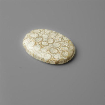 Coral|Fossil Coral
