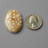 Coral|Fossil Coral