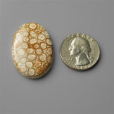Coral|Fossil Coral