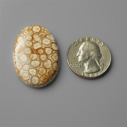 Coral|Fossil Coral