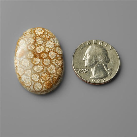 Coral|Fossil Coral