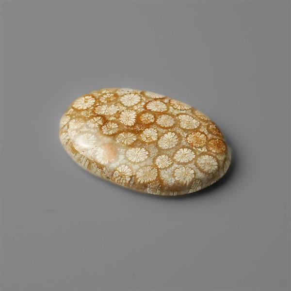 Coral|Fossil Coral