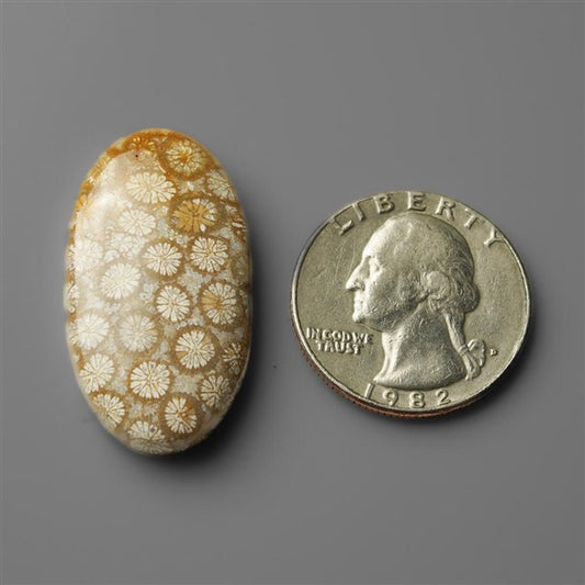 Coral|Fossil Coral