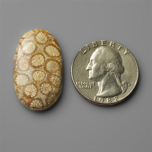 Coral|Fossil Coral