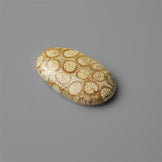 Coral|Fossil Coral