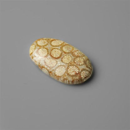 Coral|Fossil Coral