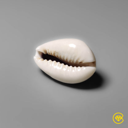 Shell