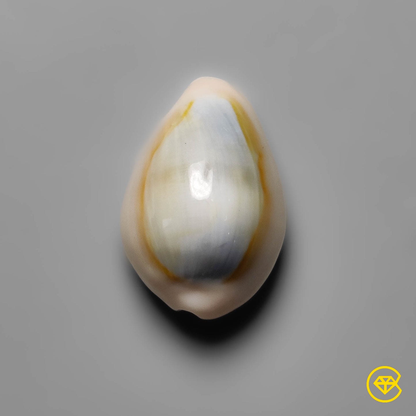 Shell