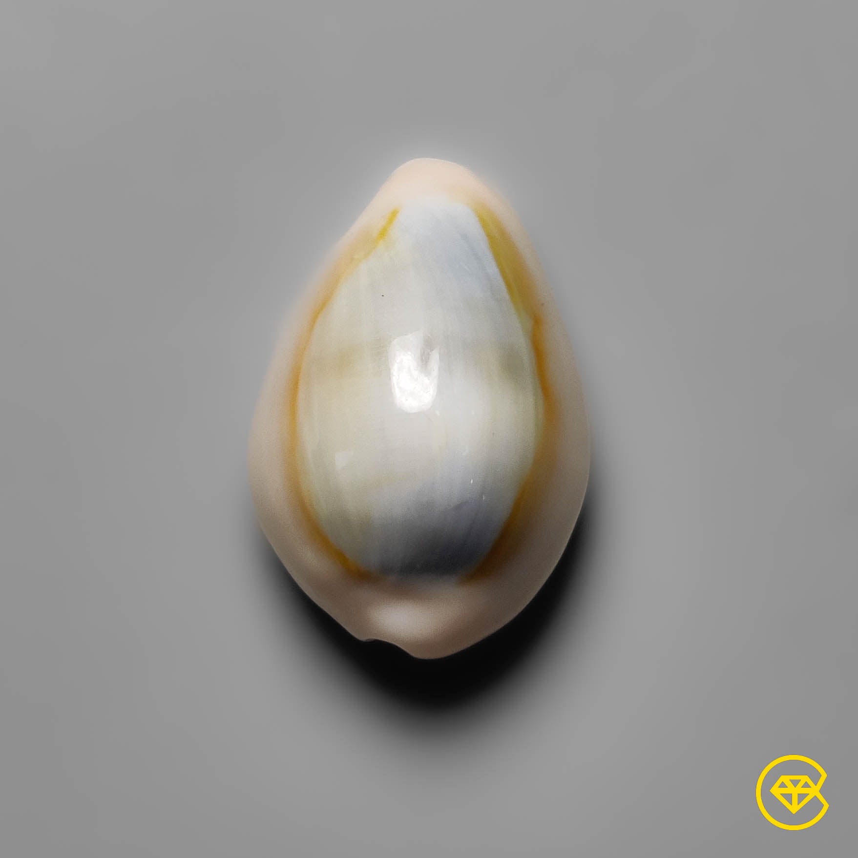 Shell