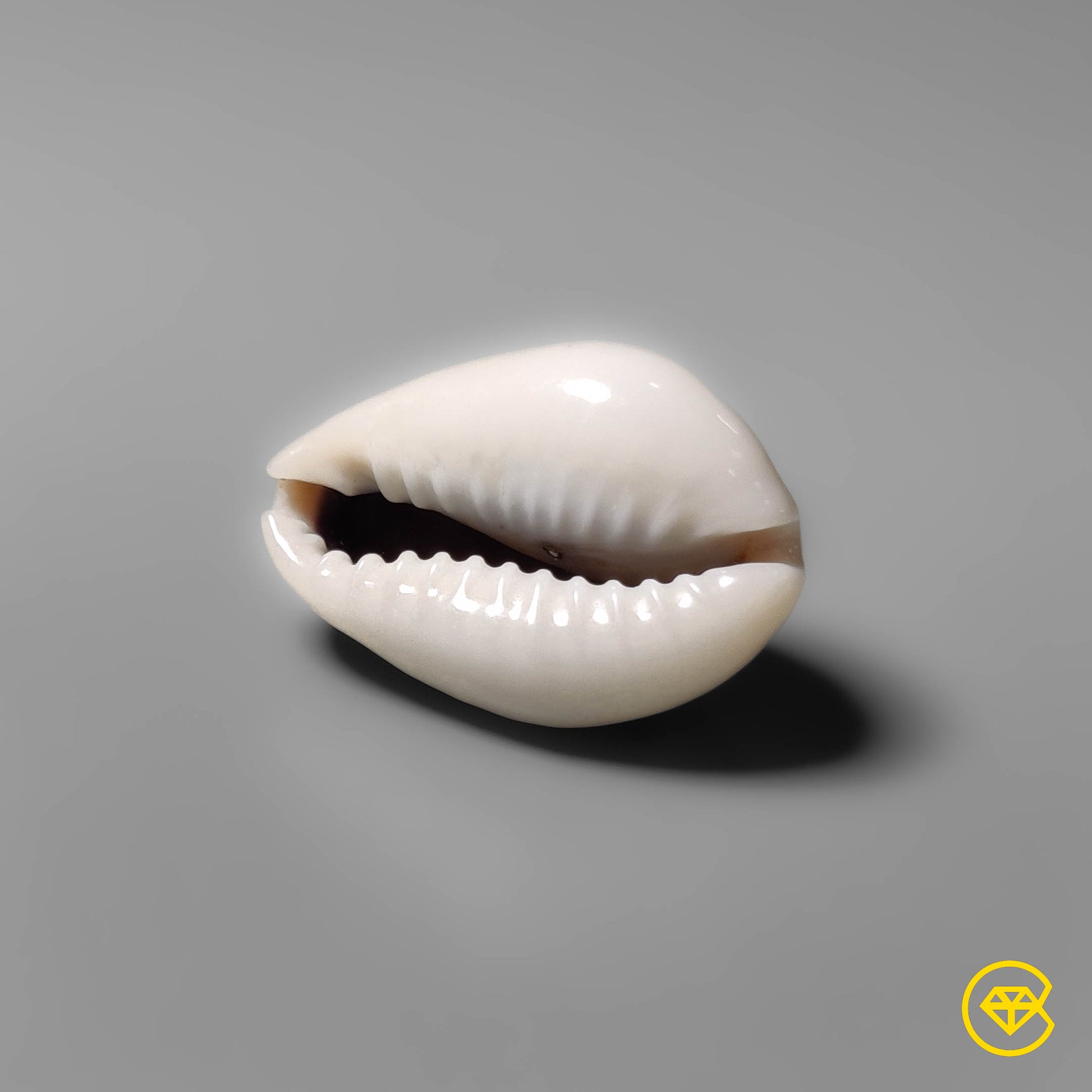 Shell
