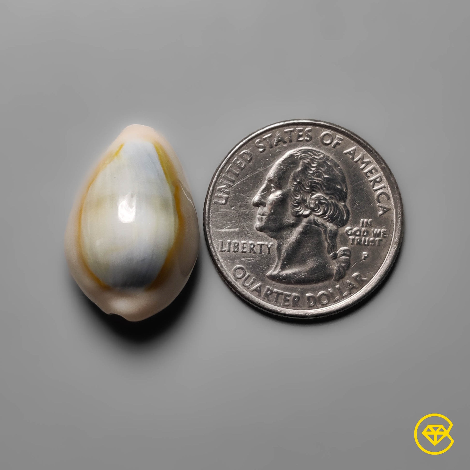 Shell