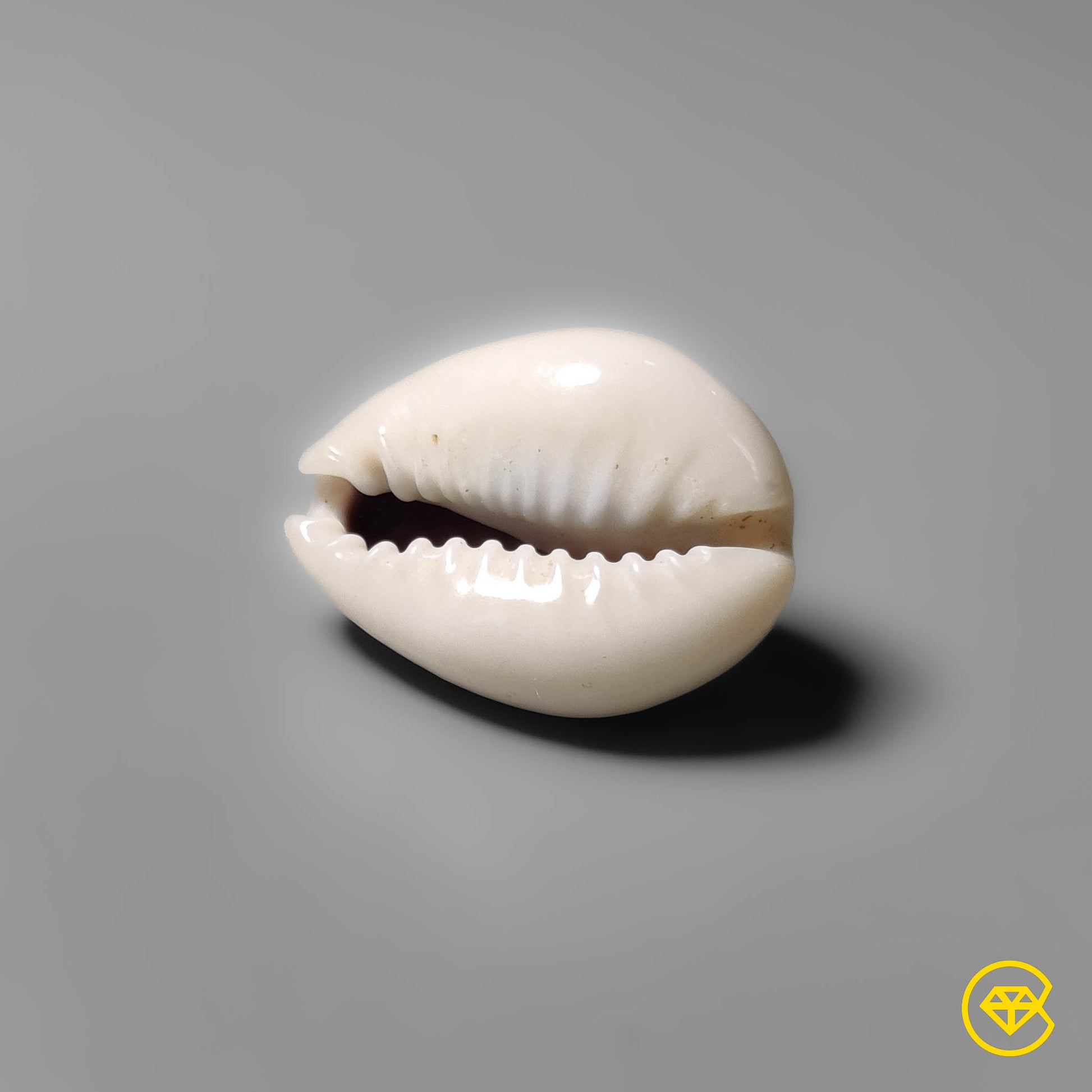 Shell