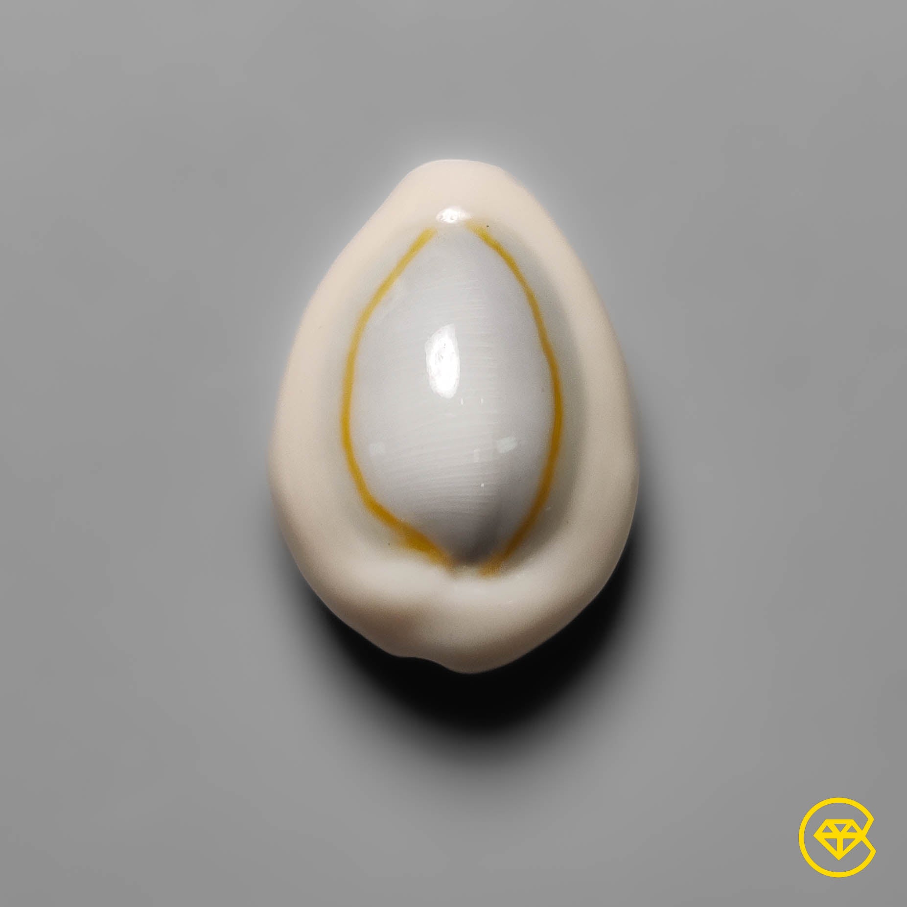 Shell