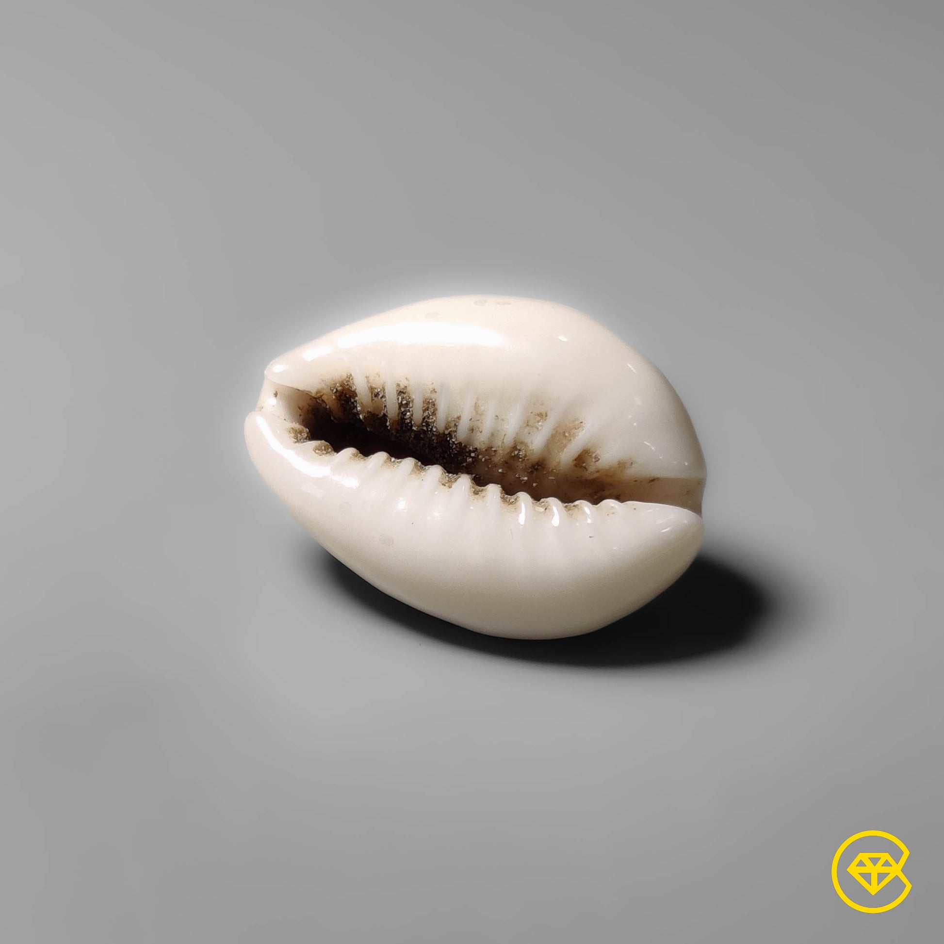 Shell