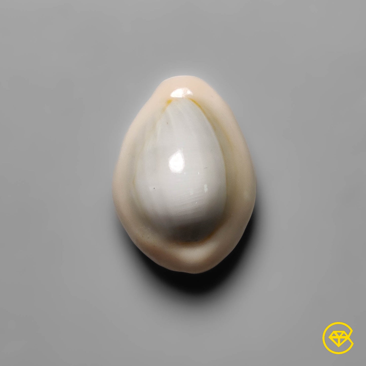 Shell