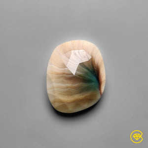 Rose Cut Shiva Eye Shell