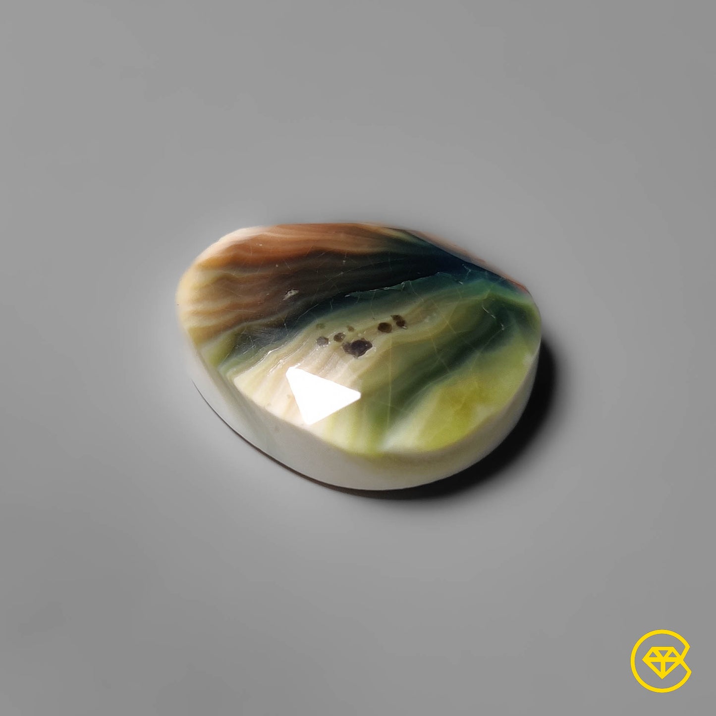 Shiva Eye Shell