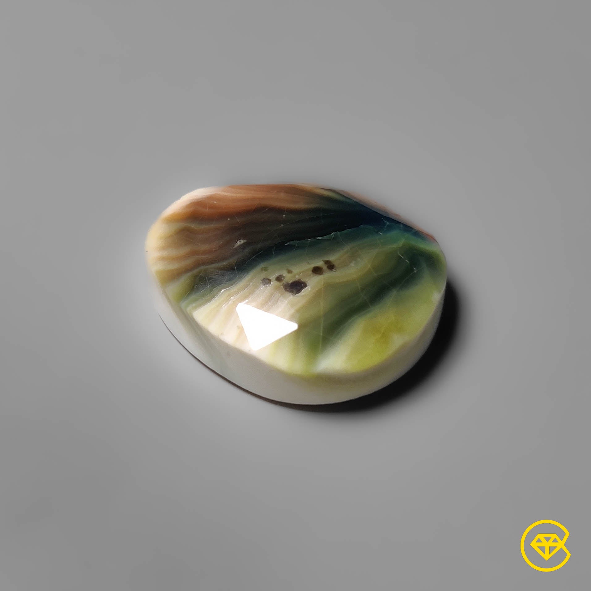 Shiva Eye Shell