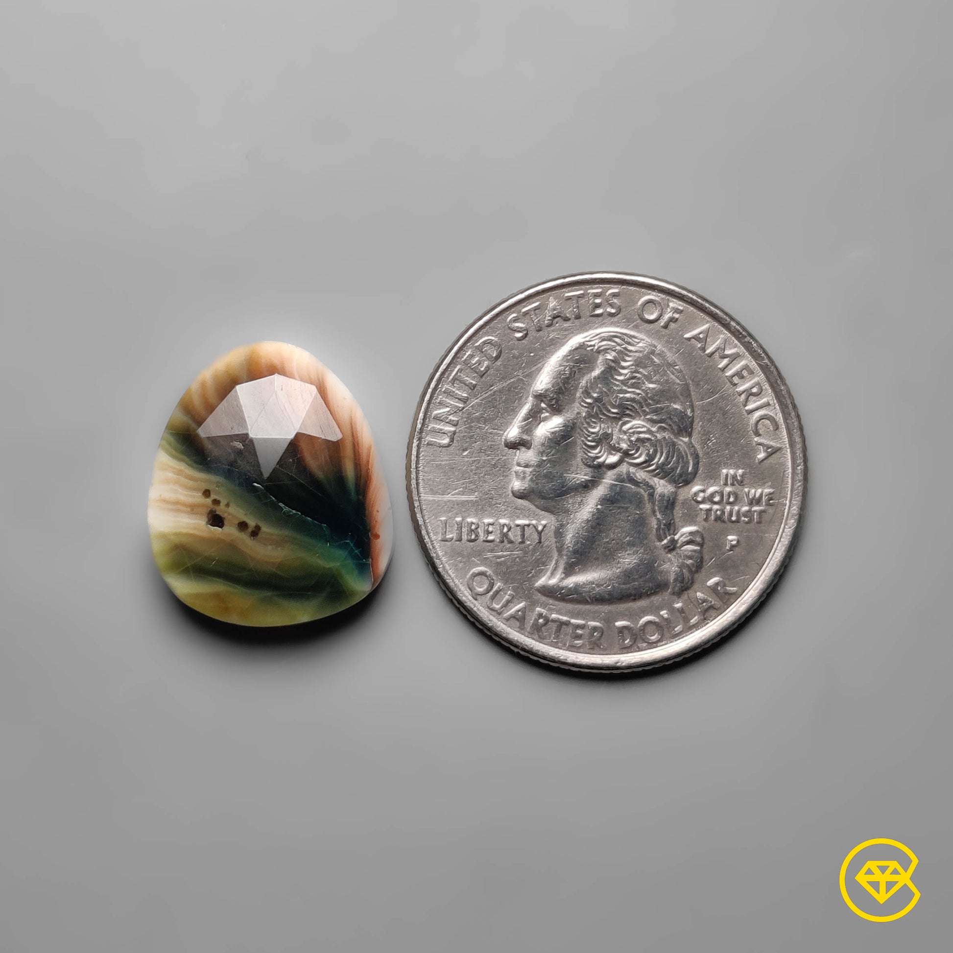 Shiva Eye Shell
