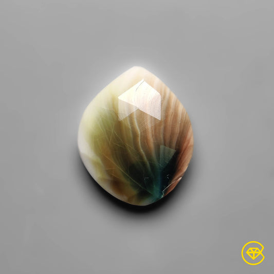 Shiva Eye Shell