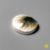 Shiva Eye Shell
