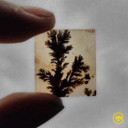 Scenic Agate