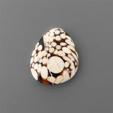Peanut Wood Jasper|Wood