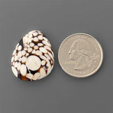 Peanut Wood Jasper|Wood