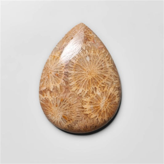 Fossil Coral