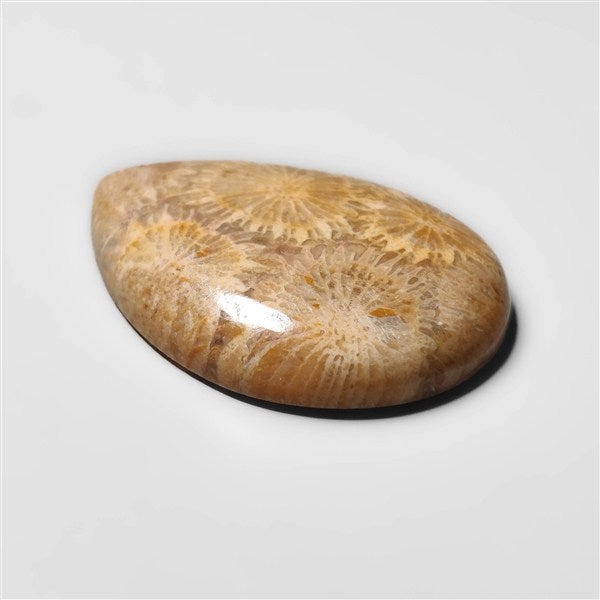 Fossil Coral