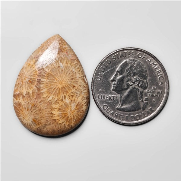Fossil Coral